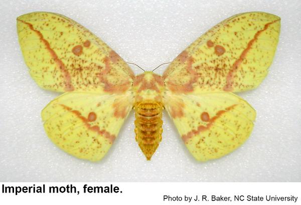 Thumbnail image for Imperial Moth